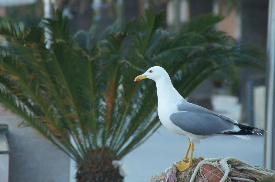 Hotel Fiorenza & Banksia Meuble Alassio Exterior photo